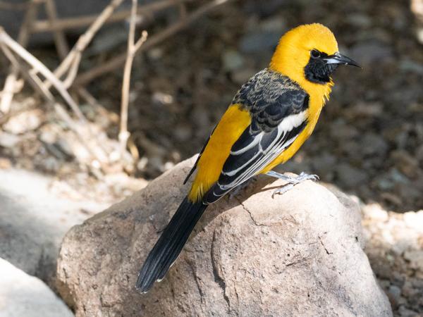 <h3><a href="/trips/Tucson_2023/biota/animalia/chordata/aves/040 passeriformes/124 icteridae/icterus cucullatus/icterus cucullatus-nl.html">Icterus&nbsp;cucullatus</a> / Hooded&nbsp;oriole / Maskertroepiaal</h3>OM-1 met OLYMPUS M.300mm F4.0, 1/3200 sec  bij F6.3, ISO 8000, afstand 4.17&nbsp;m